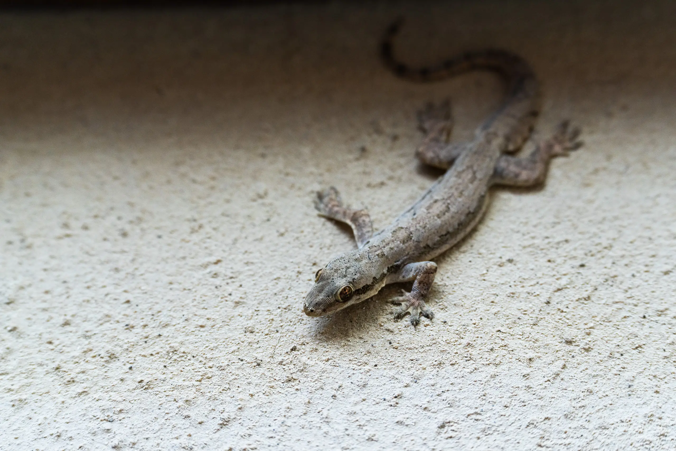 Flora & Fauna — 1