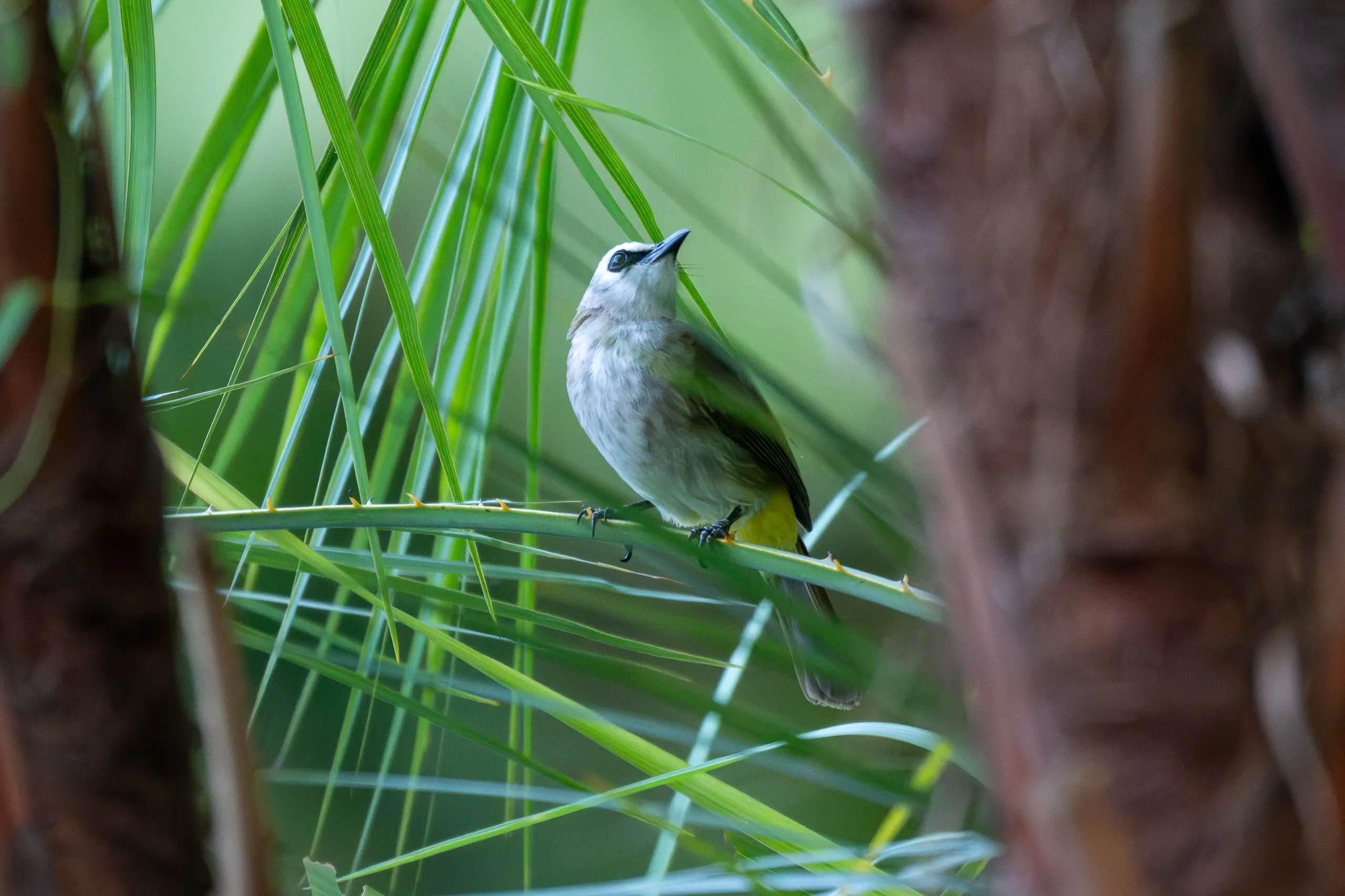 Flora & Fauna — 11