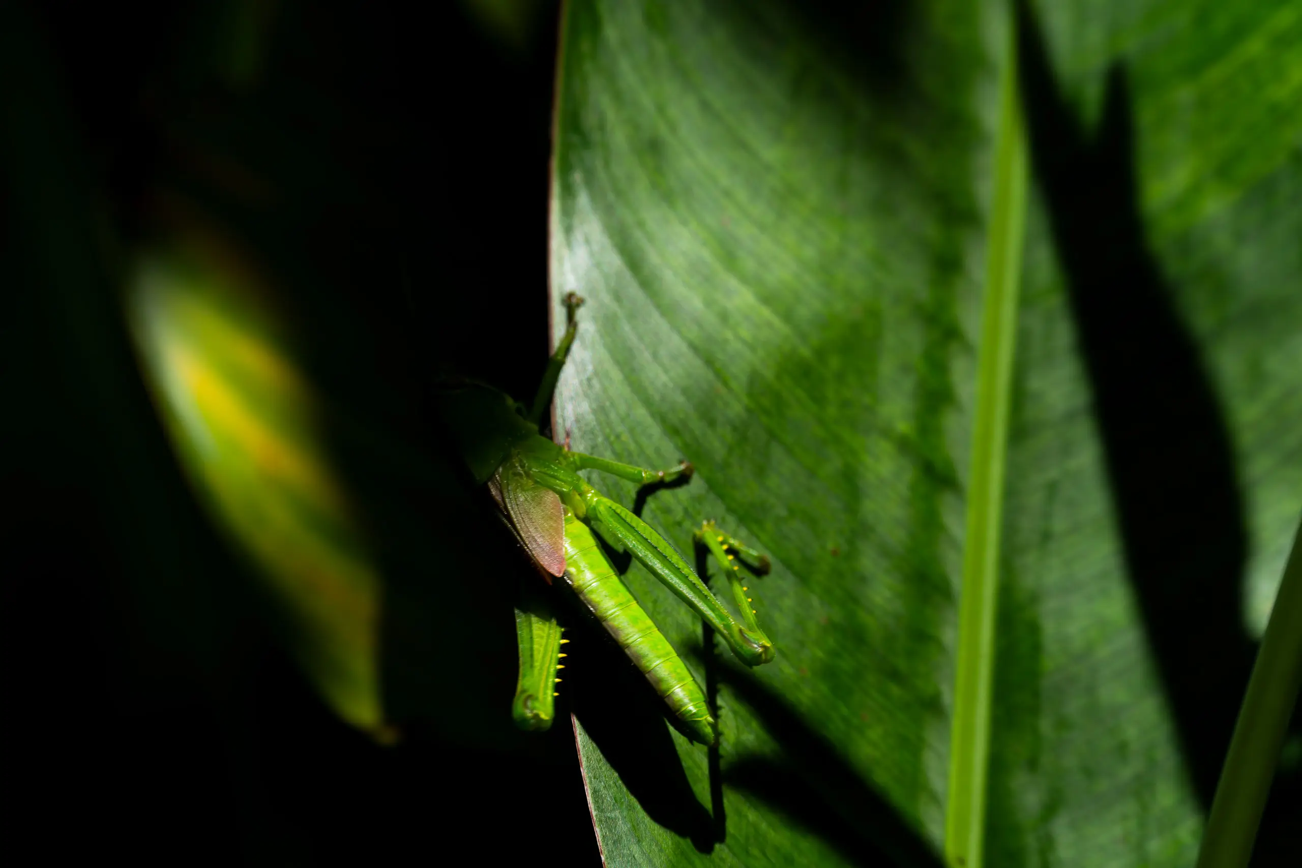 Flora & Fauna — 2