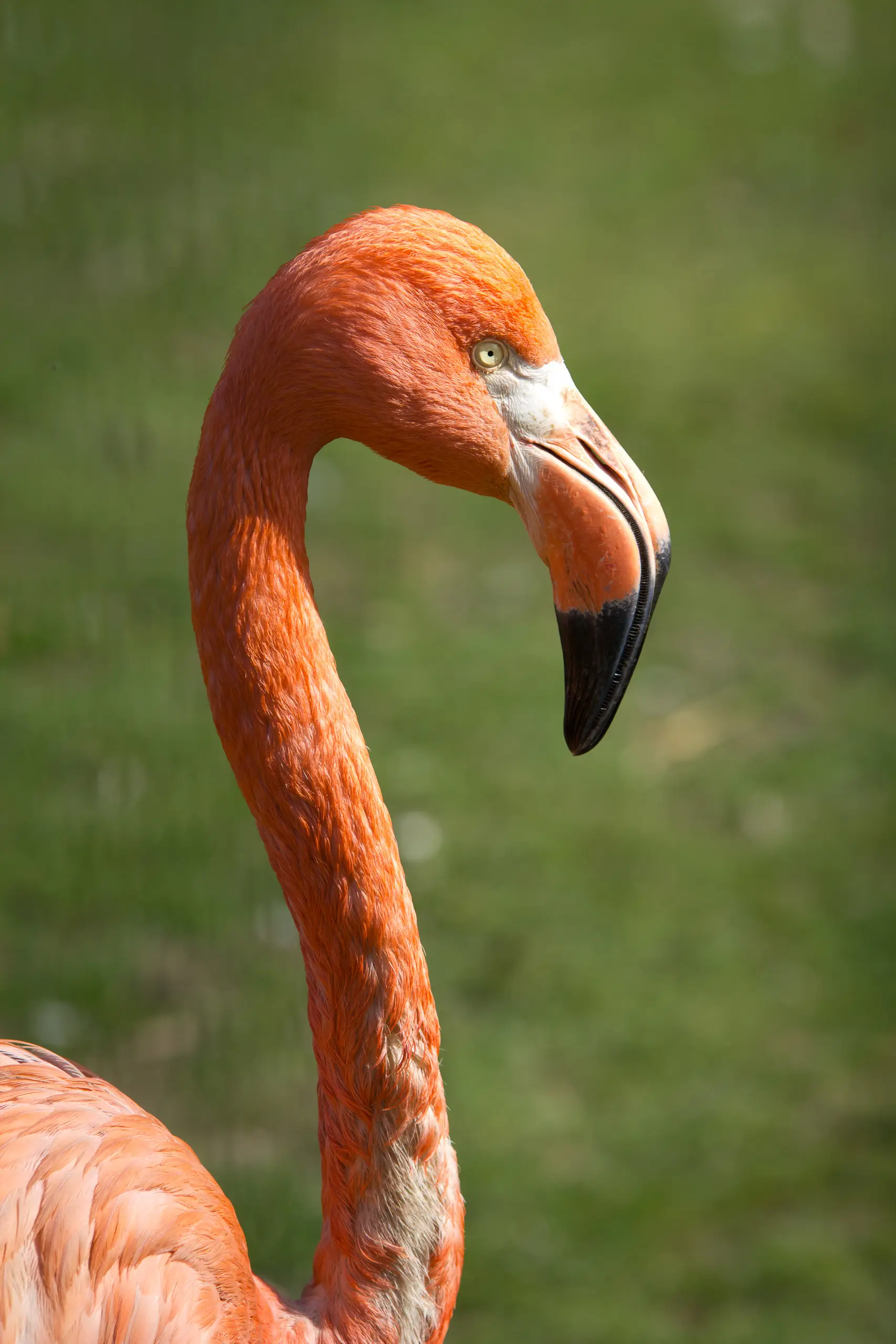 Flora & Fauna — 27