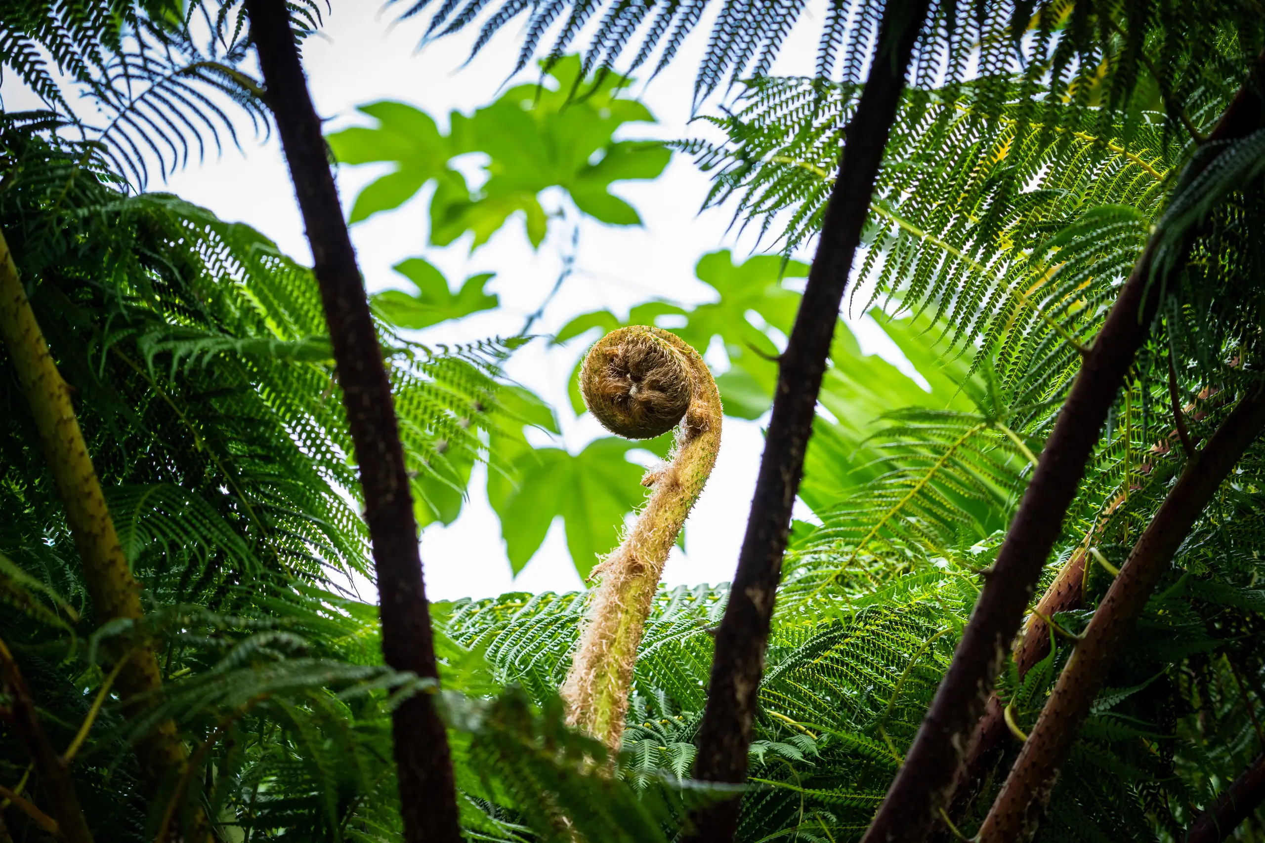 Flora & Fauna — 4