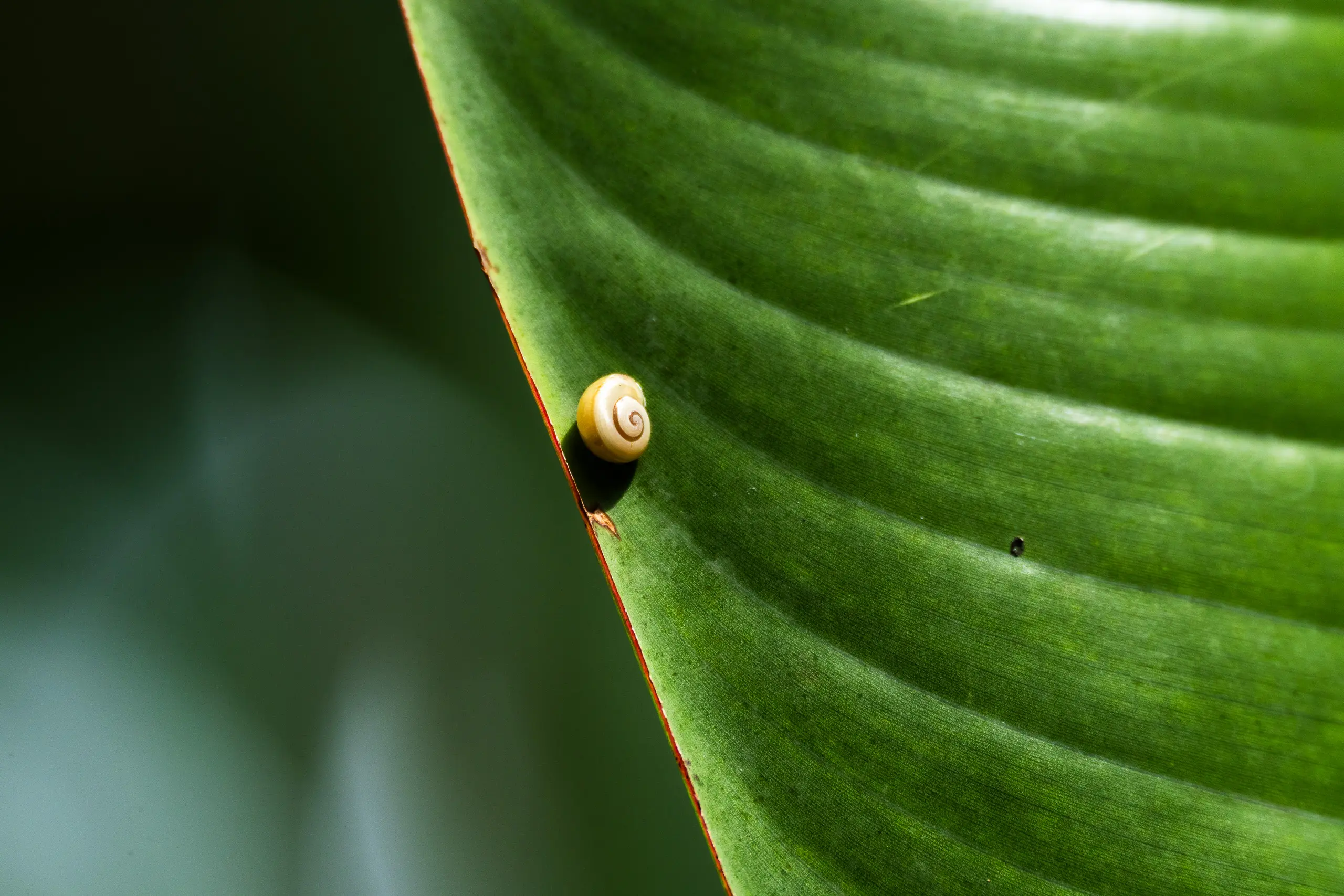 Flora & Fauna — 6