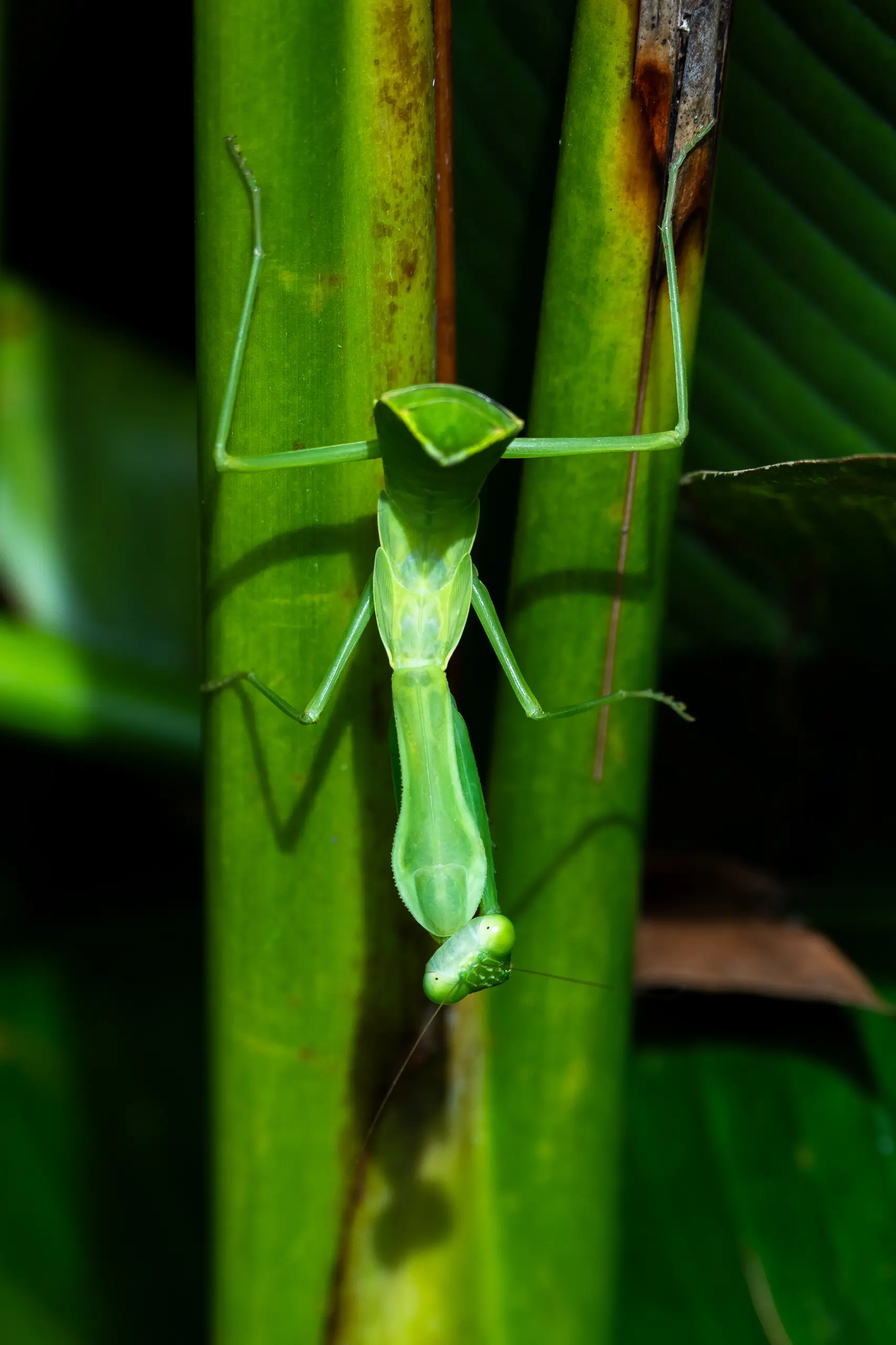Flora & Fauna — 7